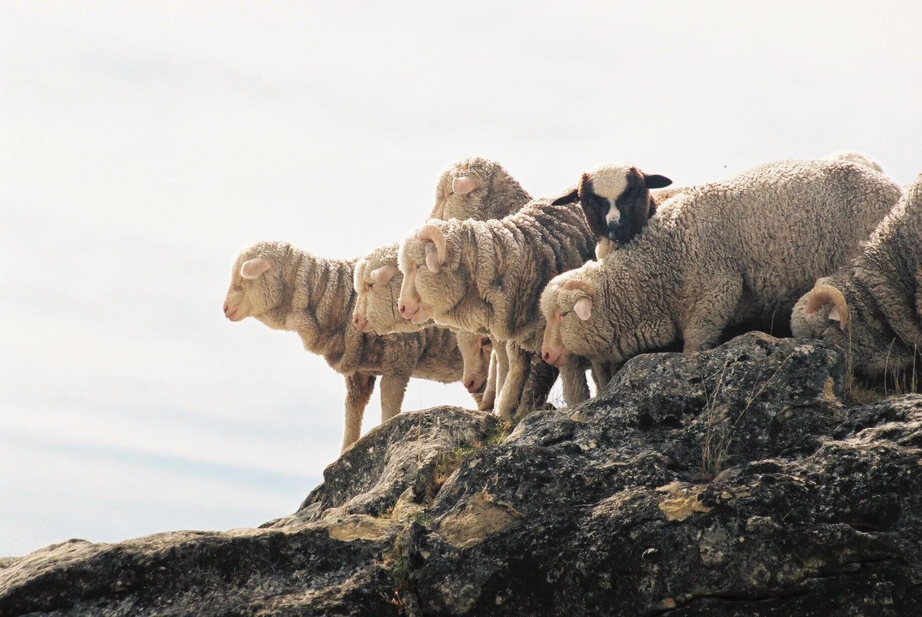escorial wool sheep